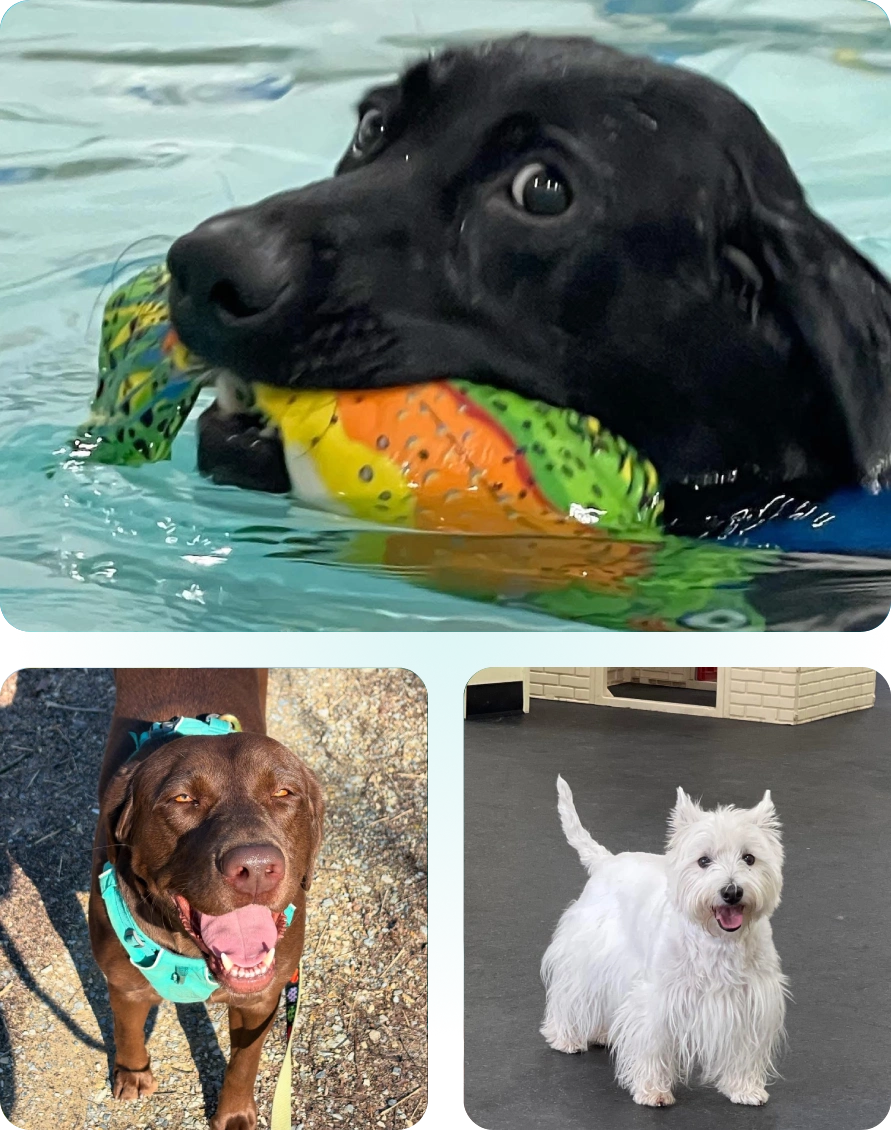 Three dogs enjoying playtime with toys and outdoors.