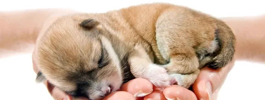 PUPPY